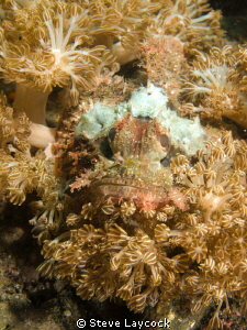Scorpion fish by Steve Laycock 